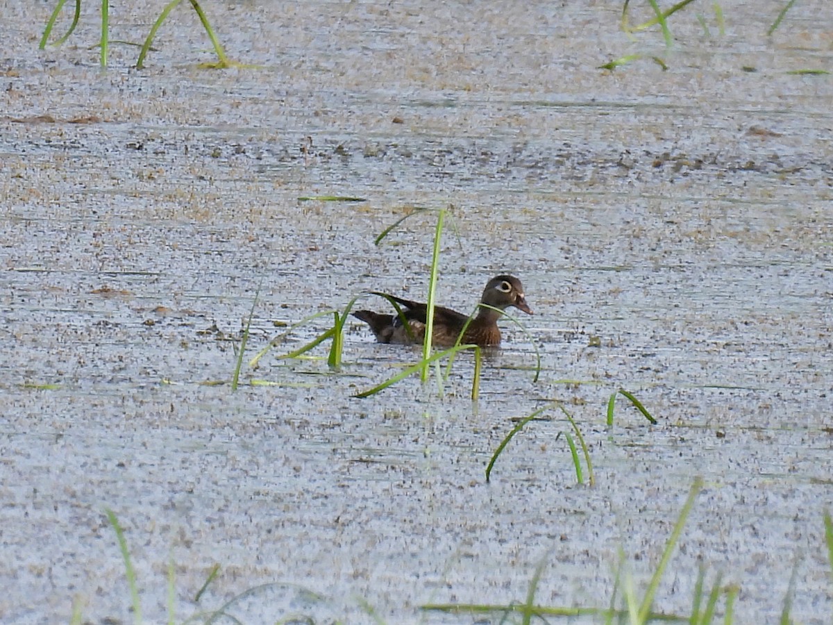 Wood Duck - Tina Toth