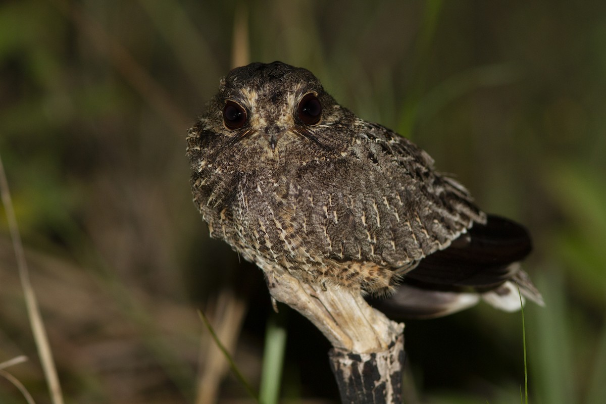 Sickle-winged Nightjar - ML585893851