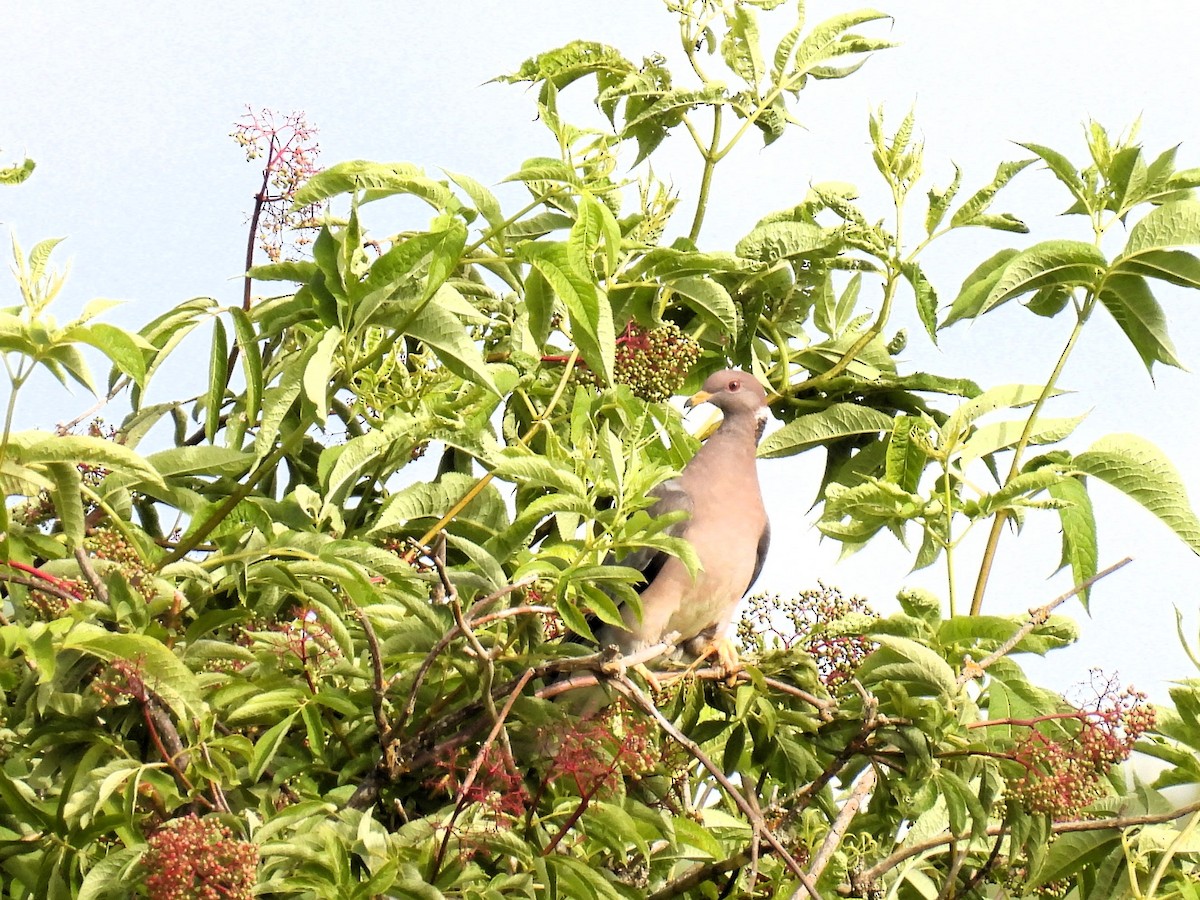 Band-tailed Pigeon - Tina Toth