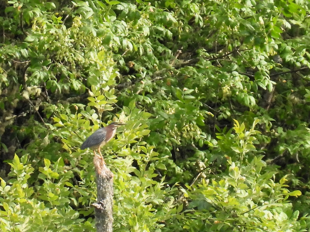 Green Heron - Tina Toth