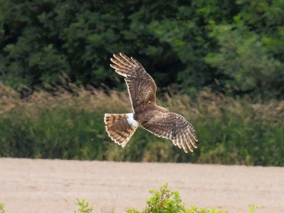 Northern Harrier - ML585894091