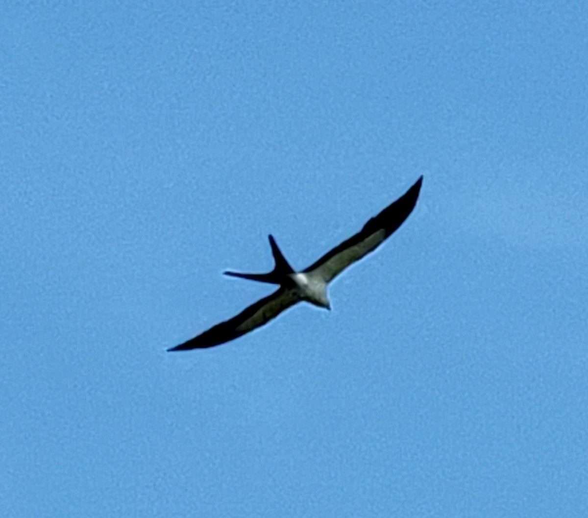 Swallow-tailed Kite - Nereus Rankin