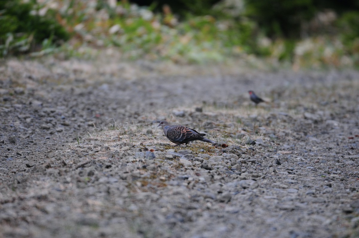 Oriental Turtle-Dove - ML585895941