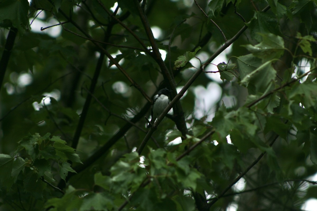 blåparula - ML585896361