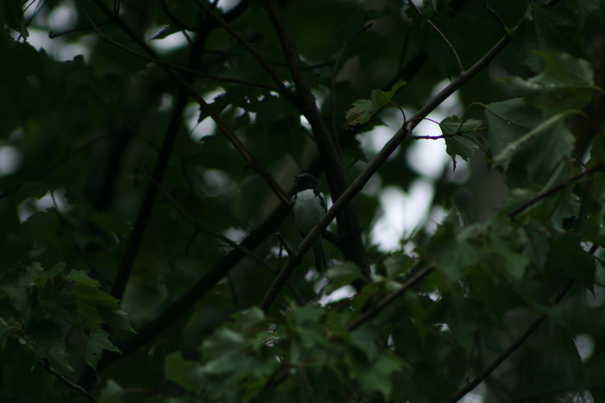 blåparula - ML585896381