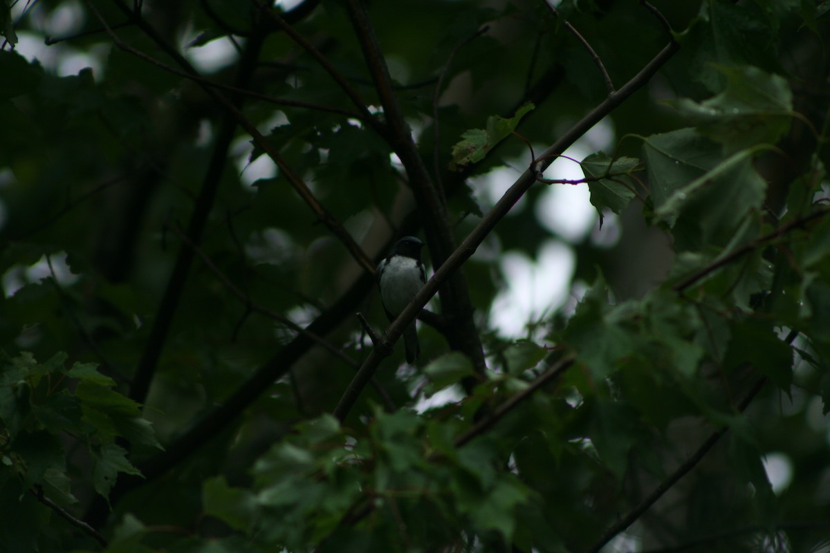 blåparula - ML585896391