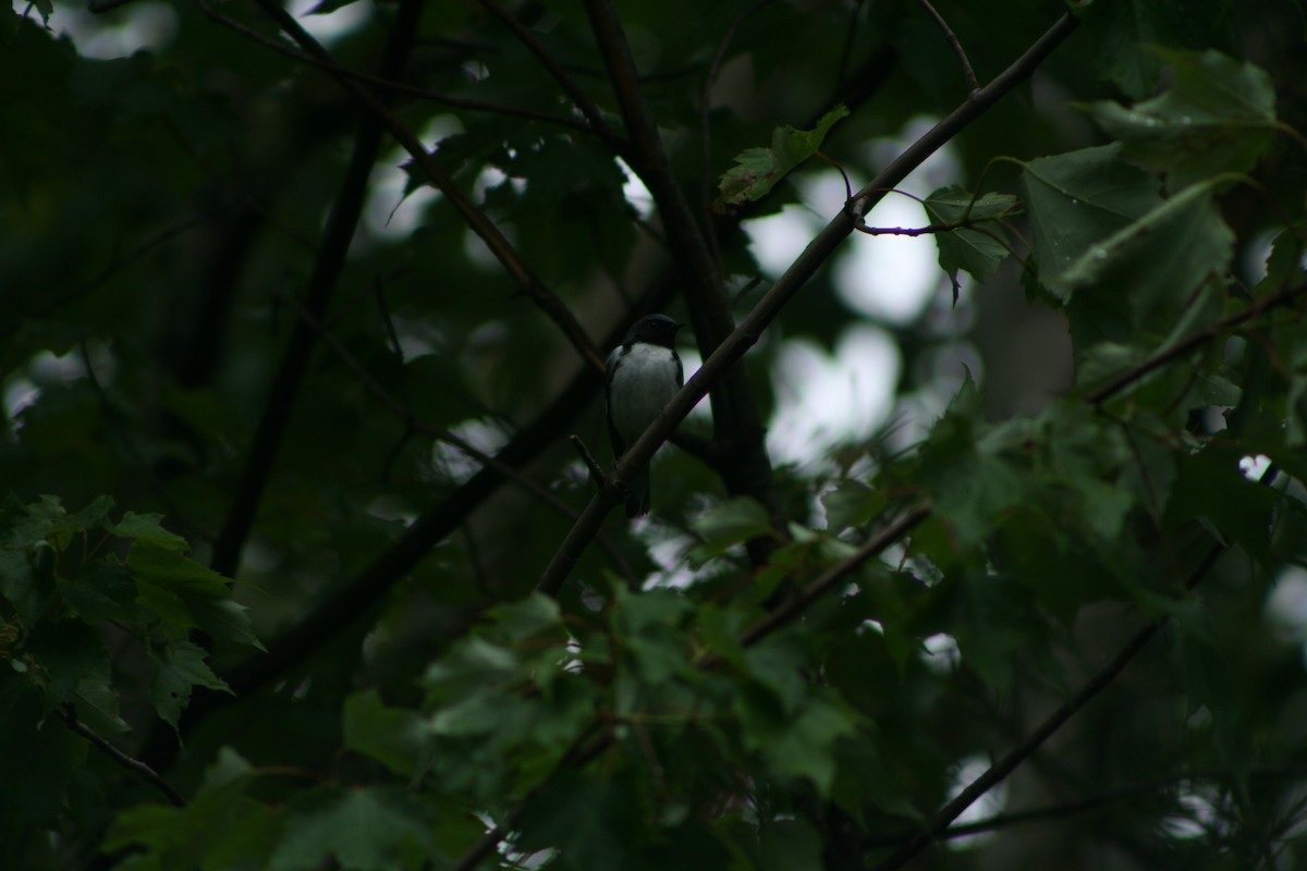 blåparula - ML585896401