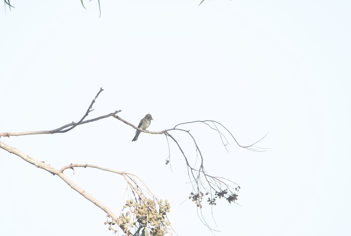 Western/Eastern Wood-Pewee - Braxton Landsman