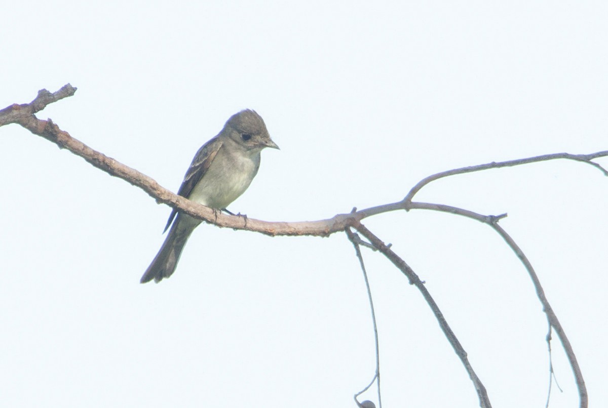 Western/Eastern Wood-Pewee - ML585896631