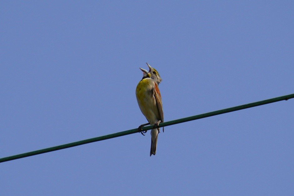 Dickcissel - ML585896791