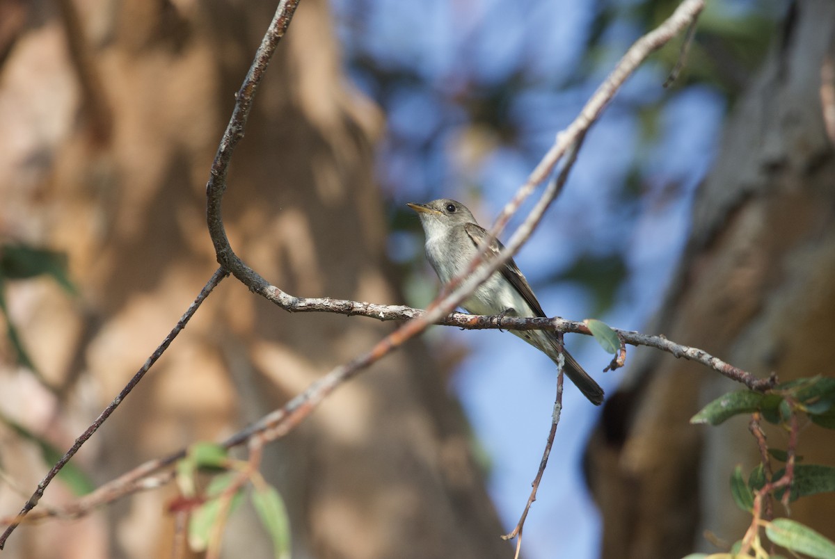 Western/Eastern Wood-Pewee - ML585897011