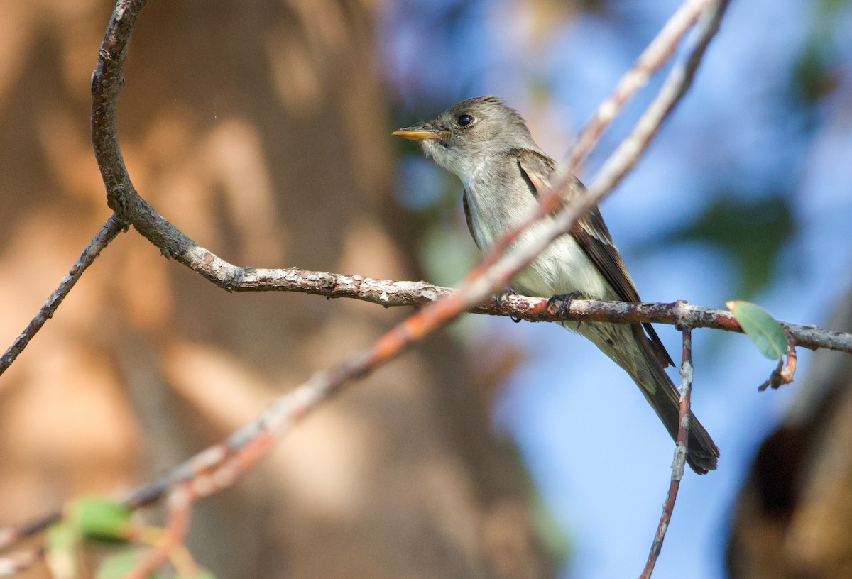 Western/Eastern Wood-Pewee - ML585897421