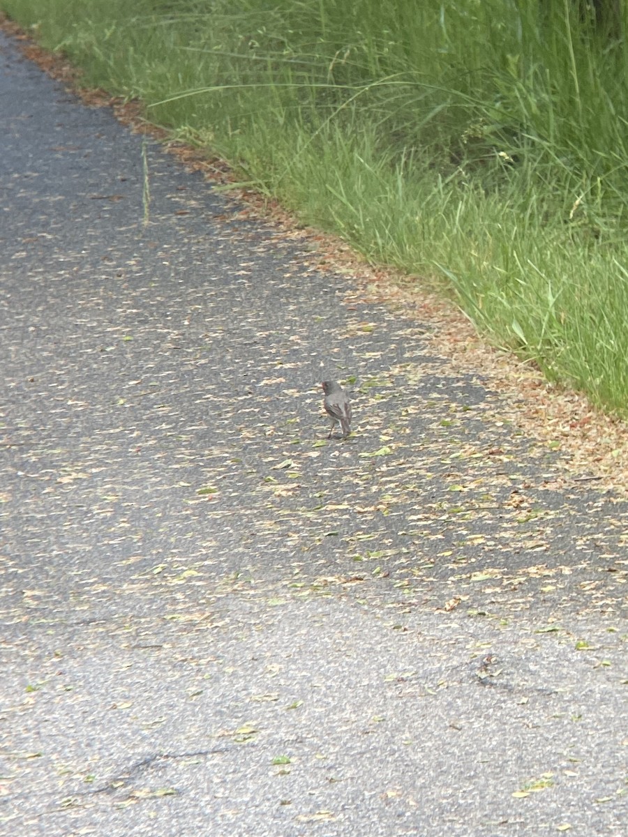 Dark-eyed Junco - ML585897541