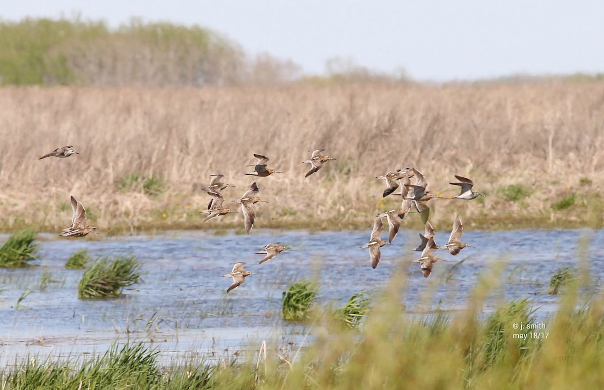 Short-billed Dowitcher - ML58589761