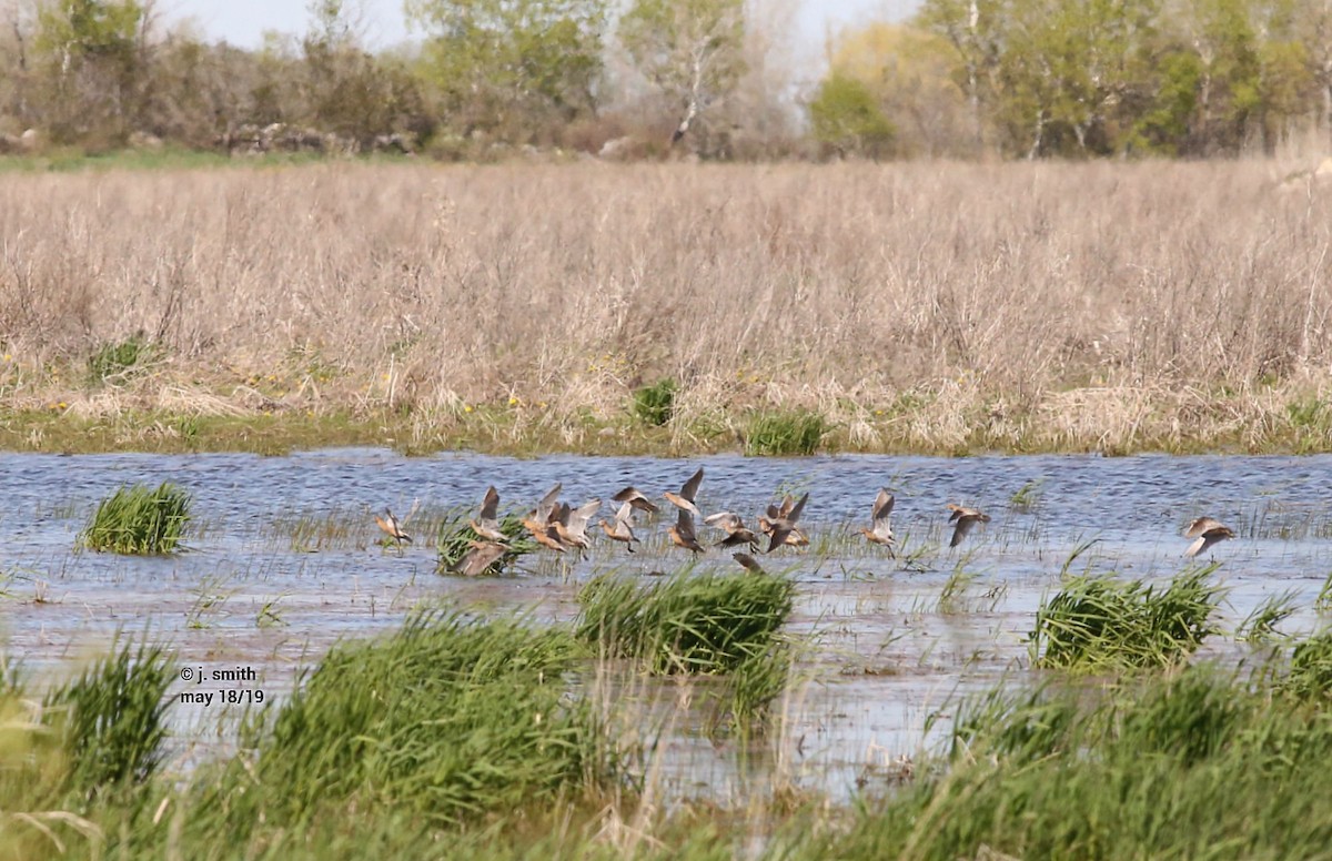 Short-billed Dowitcher - ML58589771