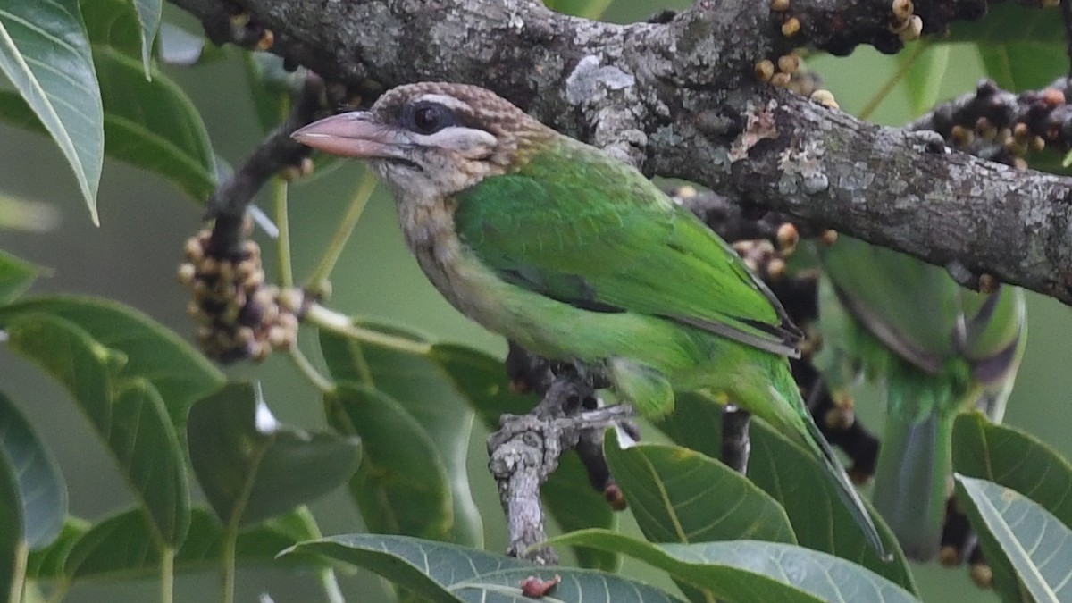 White-cheeked Barbet - ML585897801