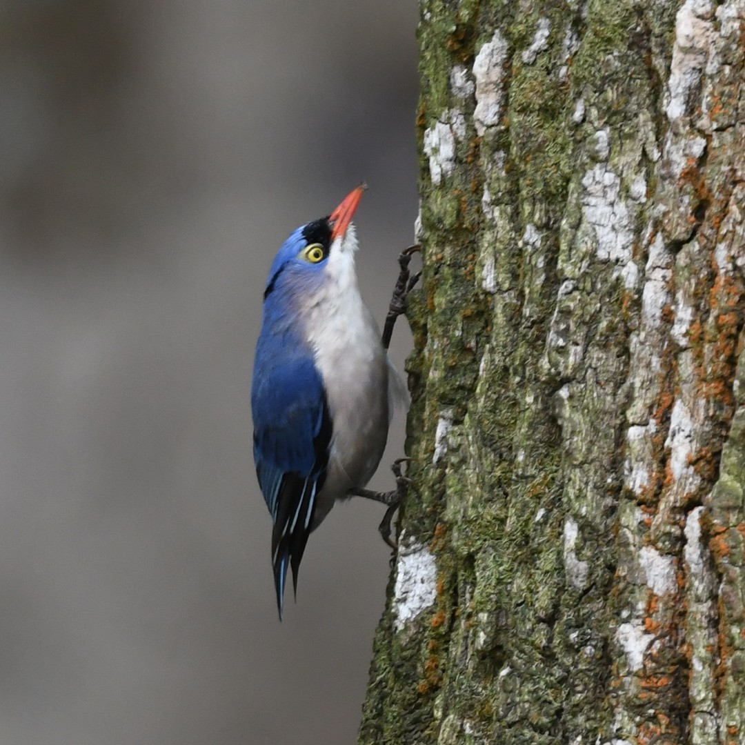 Velvet-fronted Nuthatch - ML585897941