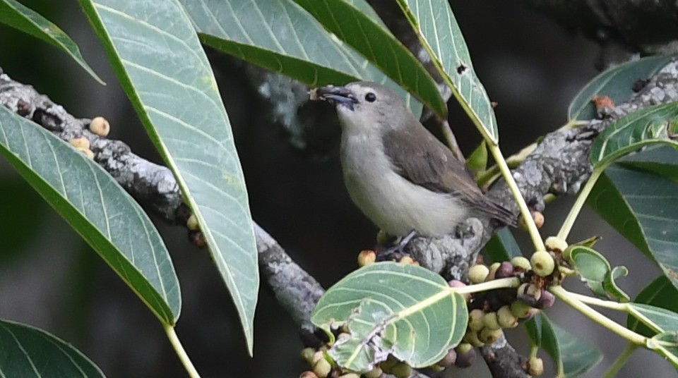 Nilgiri Flowerpecker - ML585898031