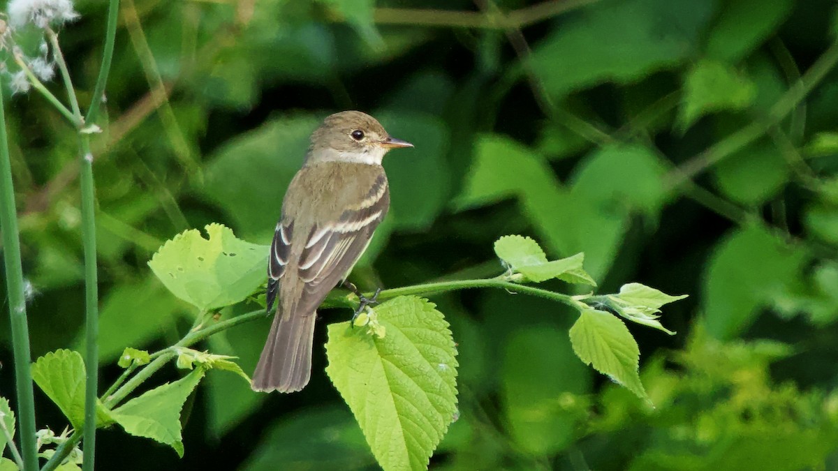 Alder/Willow Flycatcher (Traill's Flycatcher) - Gregory Gough 🦚