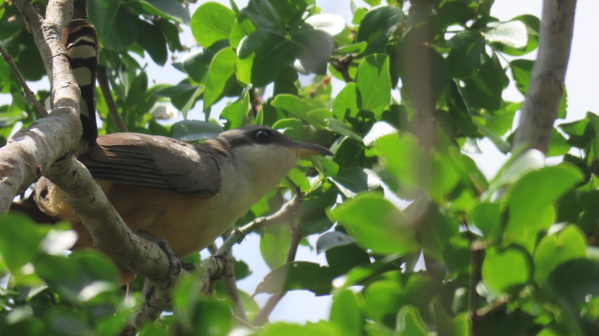 Mangrove Cuckoo - Susan Talburt