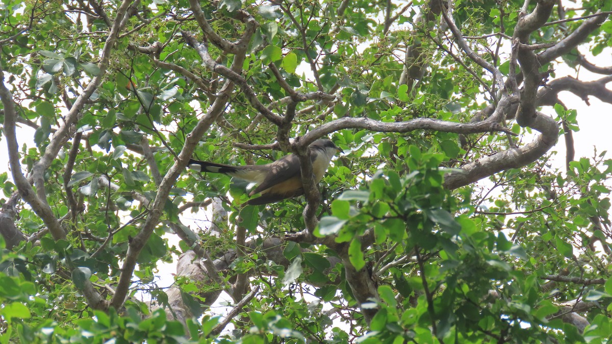Mangrove Cuckoo - ML585898551