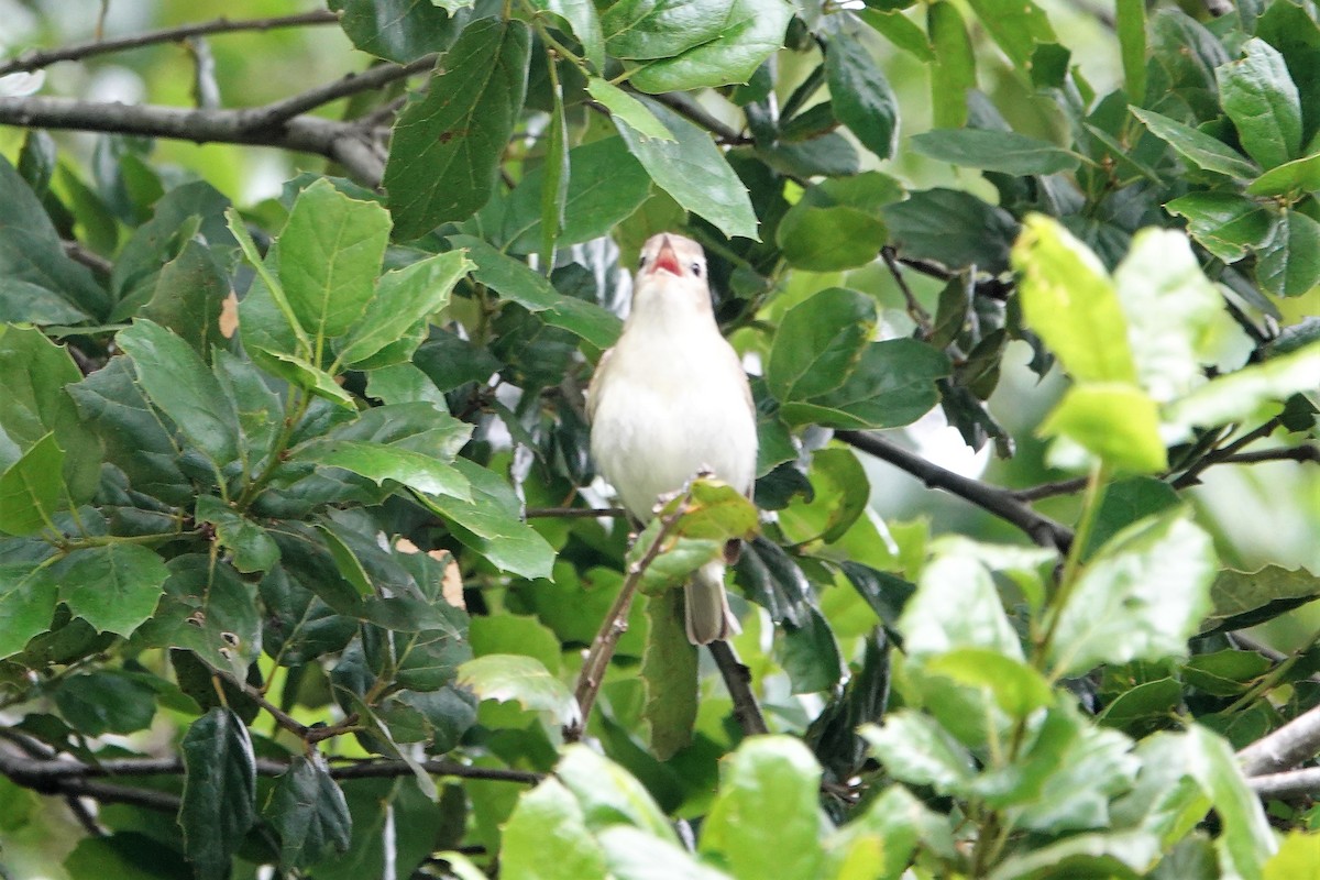 Warbling Vireo - Monica P