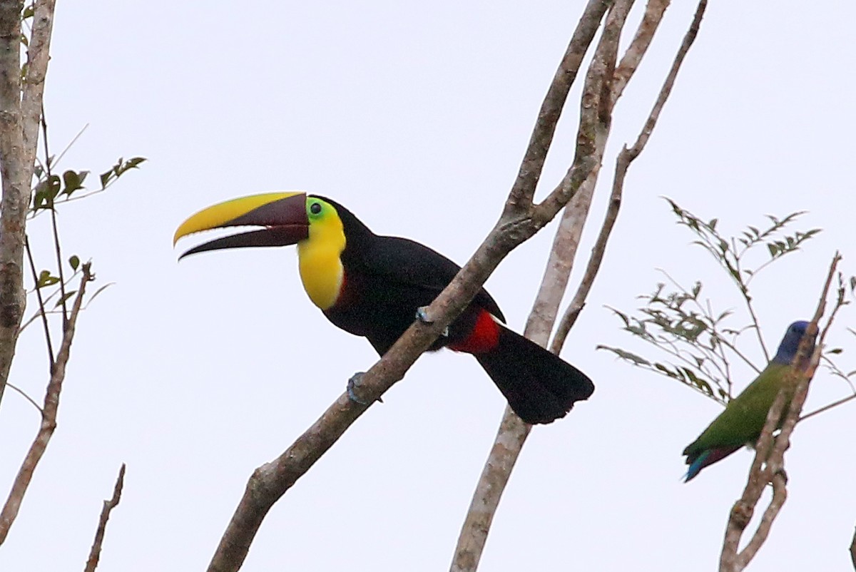 Yellow-throated Toucan - Phillip Edwards