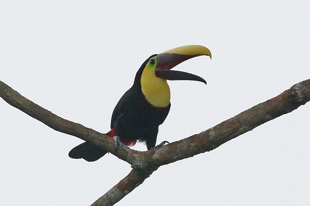 Yellow-throated Toucan - Phillip Edwards