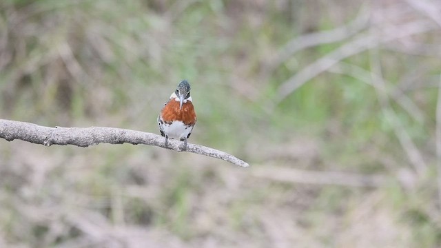 Martin-pêcheur vert - ML585899511