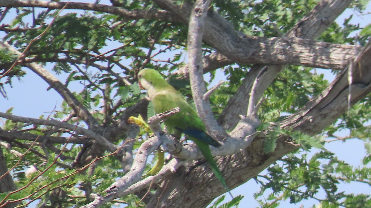 Monk Parakeet - Susan Talburt