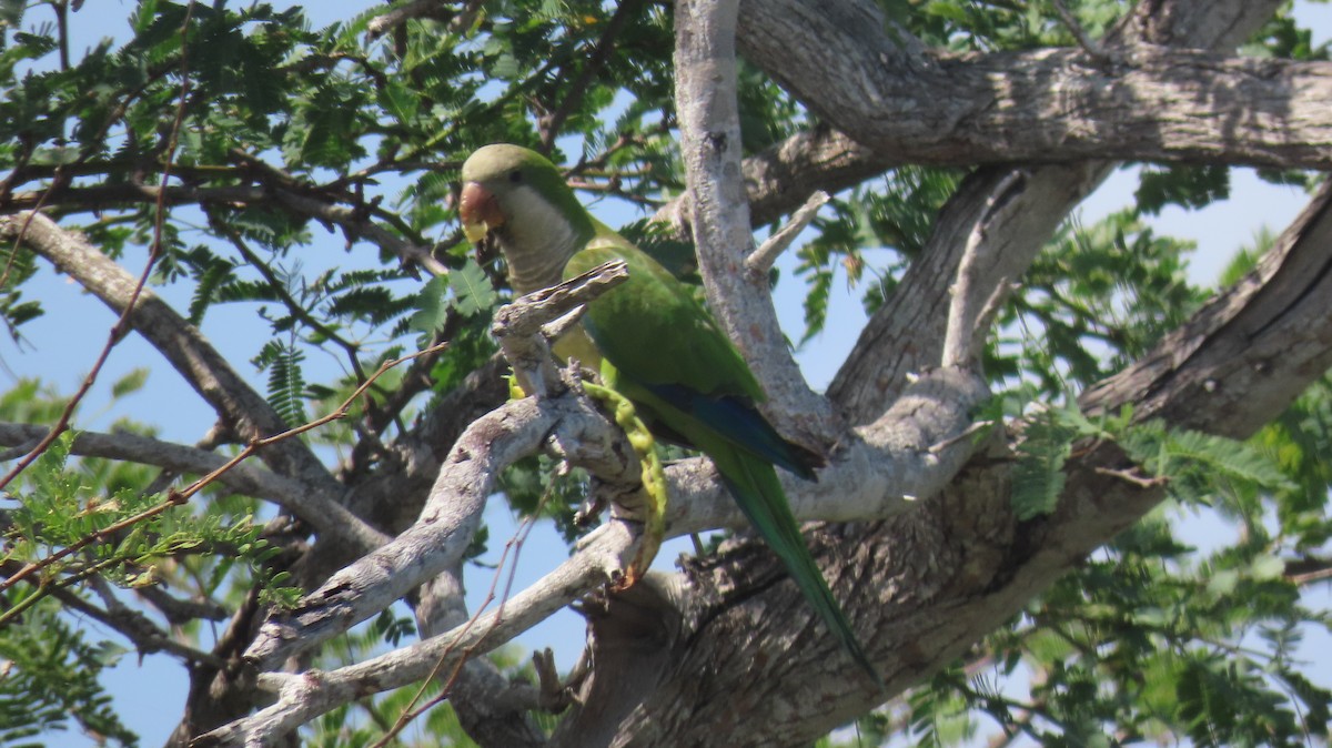 Monk Parakeet - ML585899661