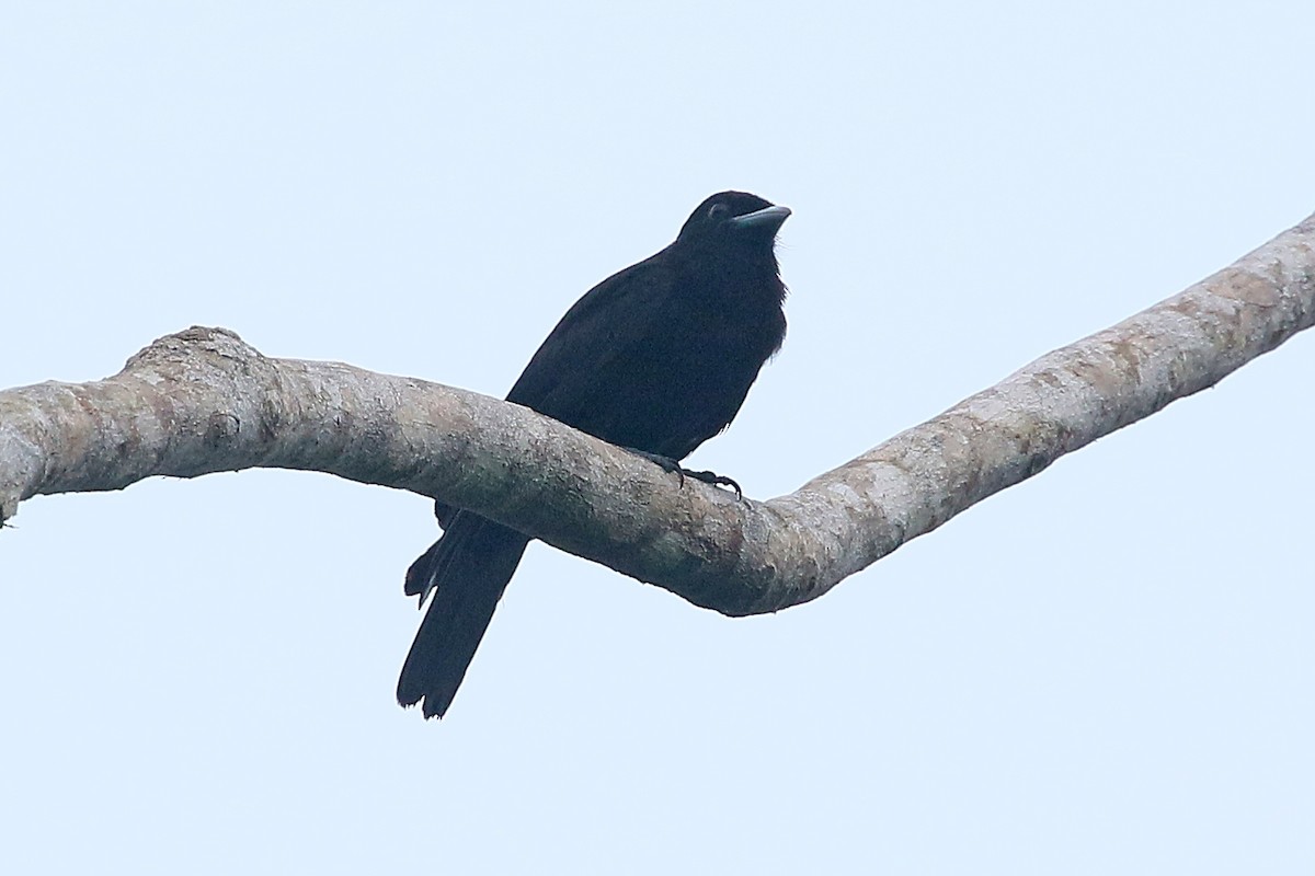 Cotinga Quérula - ML585899871