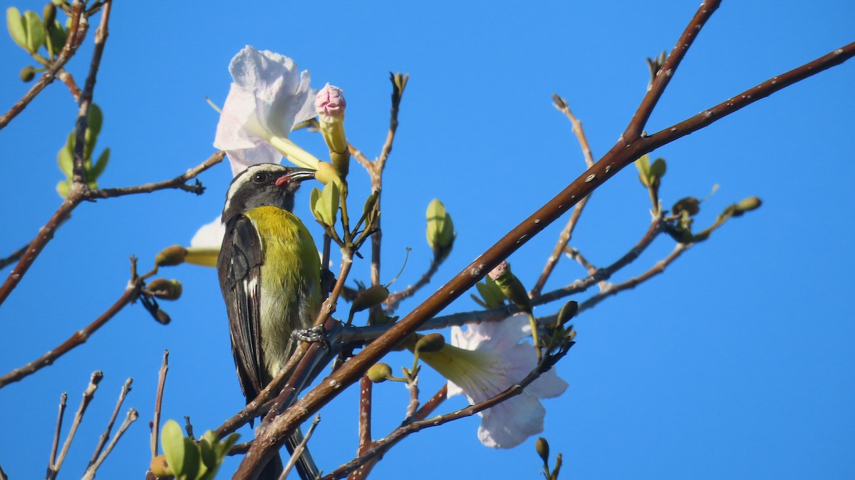 Bananaquit - ML585900121