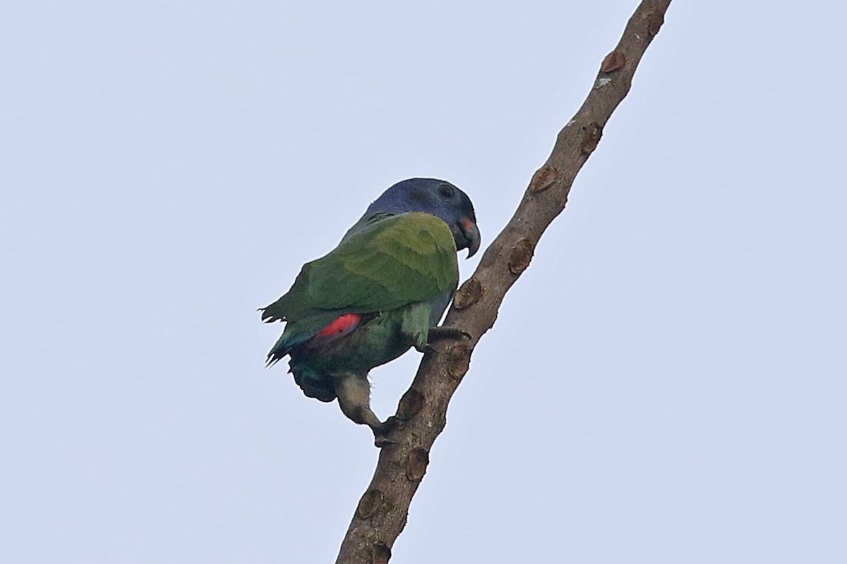 Blue-headed Parrot - Phillip Edwards