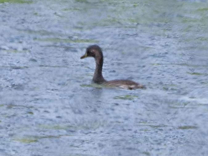 Australasian Grebe - ML585900931