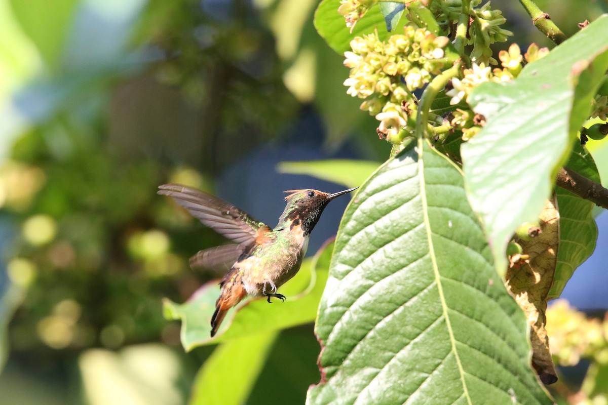 Short-crested Coquette - ML585901381