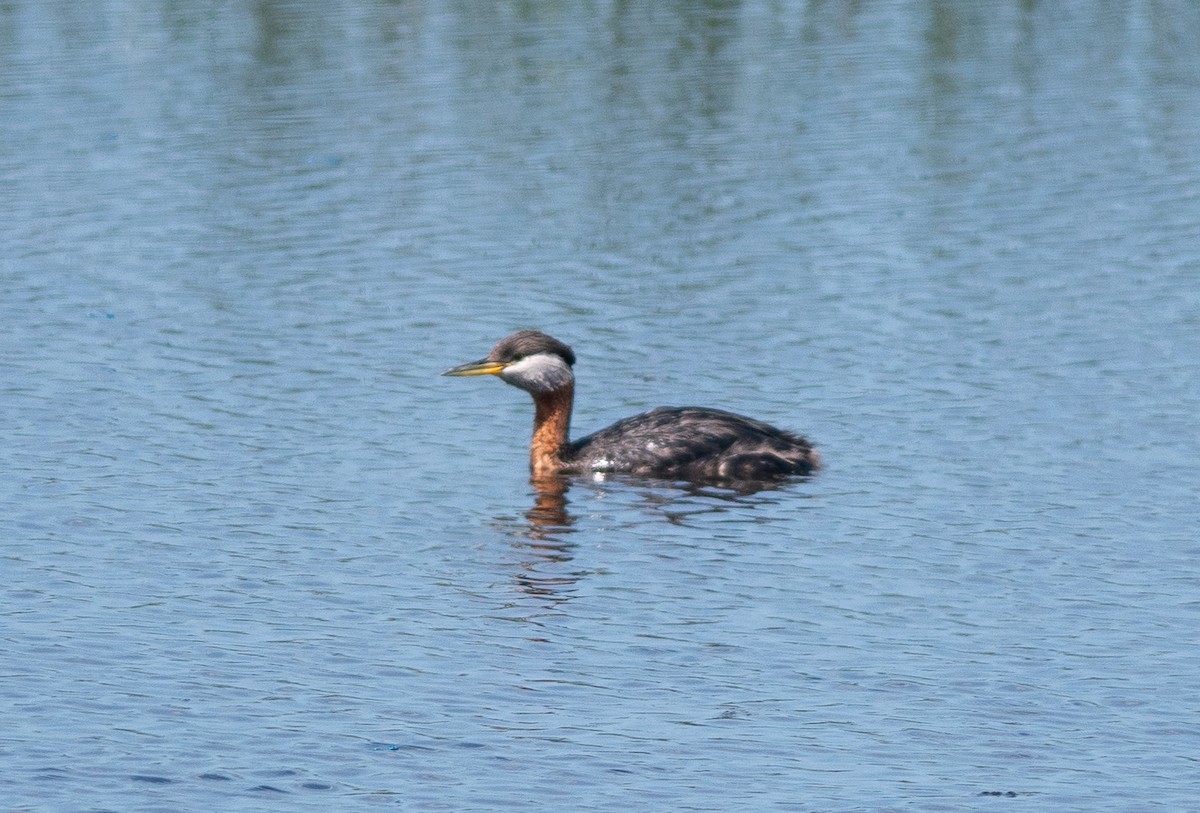 Red-necked Grebe - Clive Harris