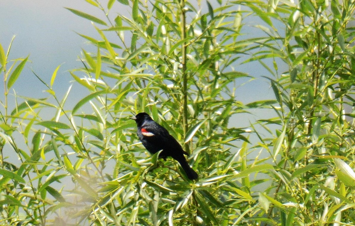 Tricolored Blackbird - ML585902041