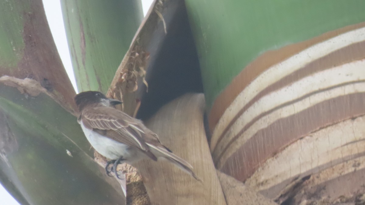 Loggerhead Kingbird - ML585902261