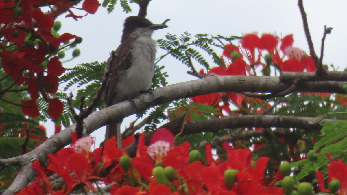 Loggerhead Kingbird - ML585902281