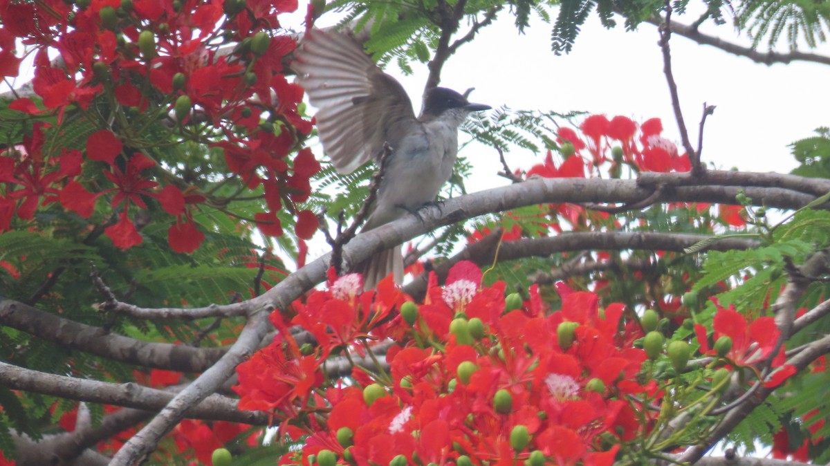 Loggerhead Kingbird - ML585902291