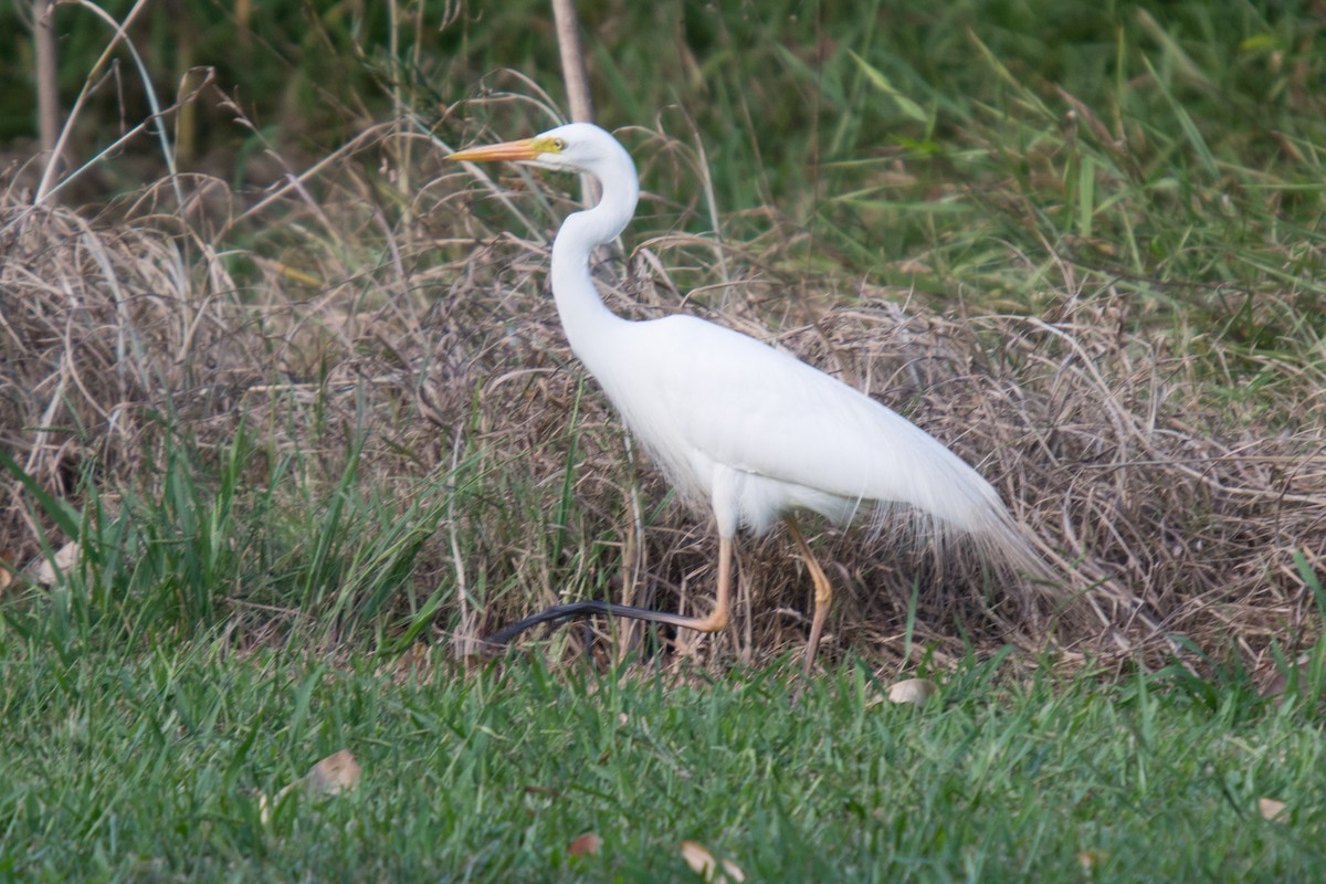 Great Egret - Delia Walker