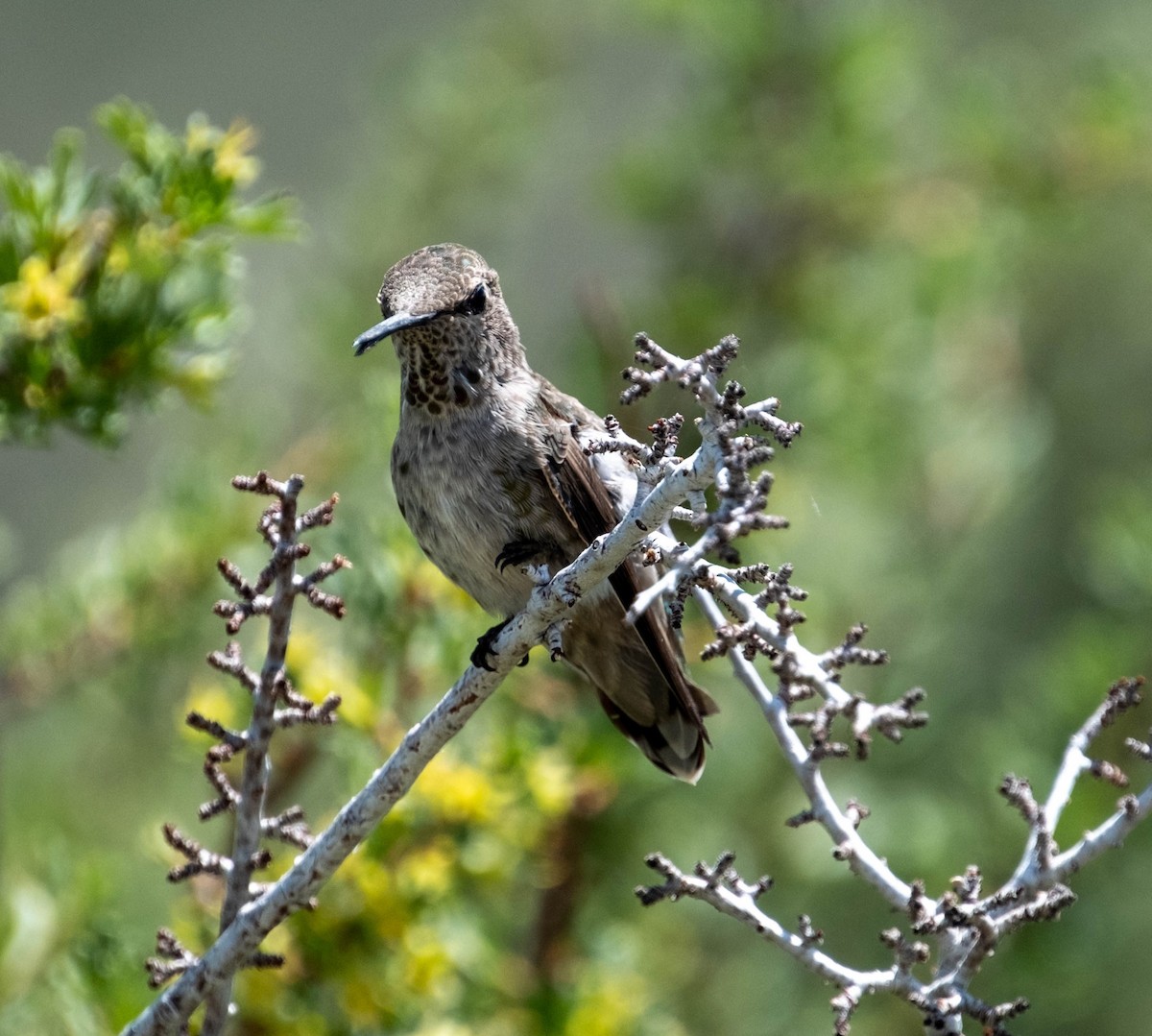 Anna's Hummingbird - ML585903781