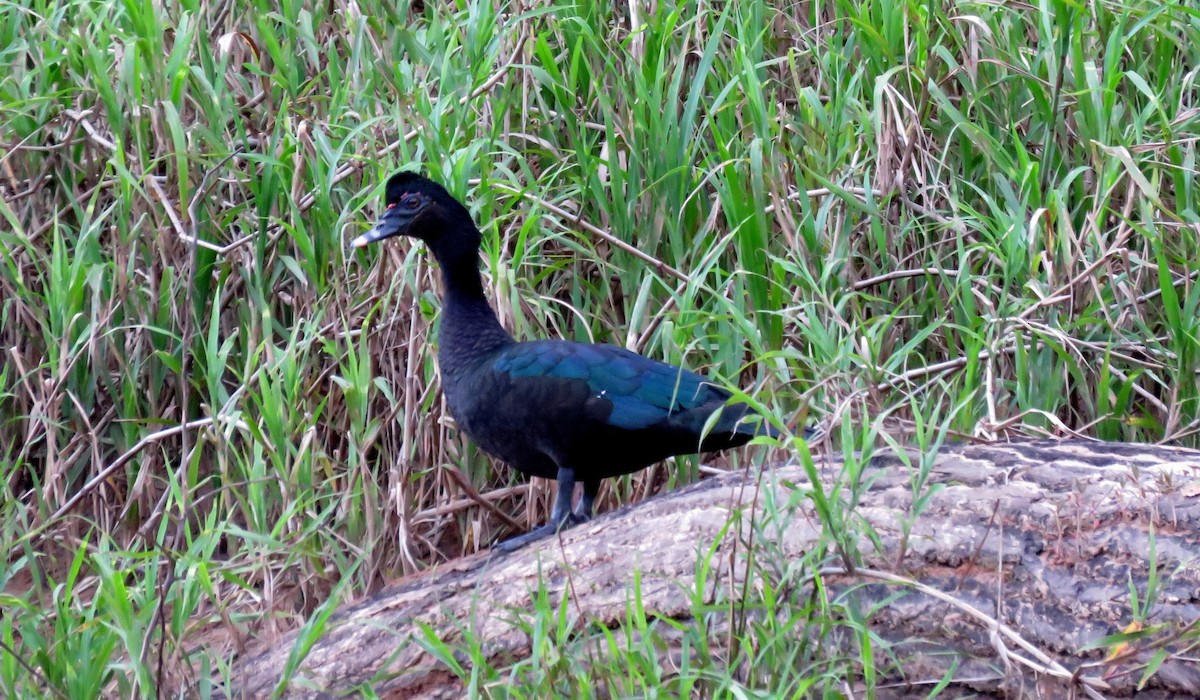 Muscovy Duck - ML58590401