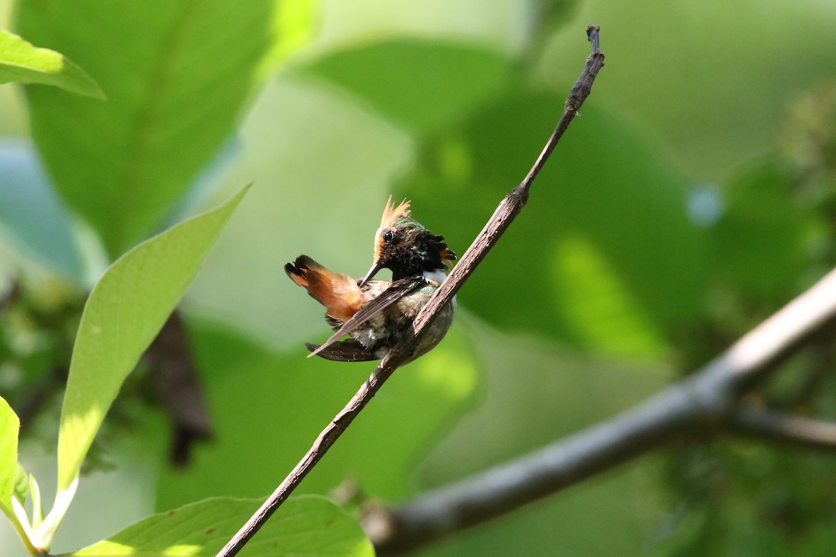 Short-crested Coquette - ML585904511