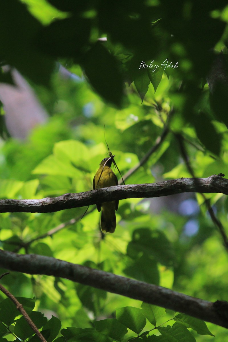 Andaman Bulbul - Malay Adak