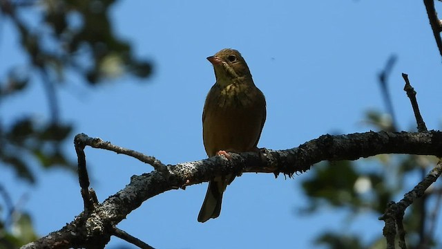 Вівсянка садова - ML585906651