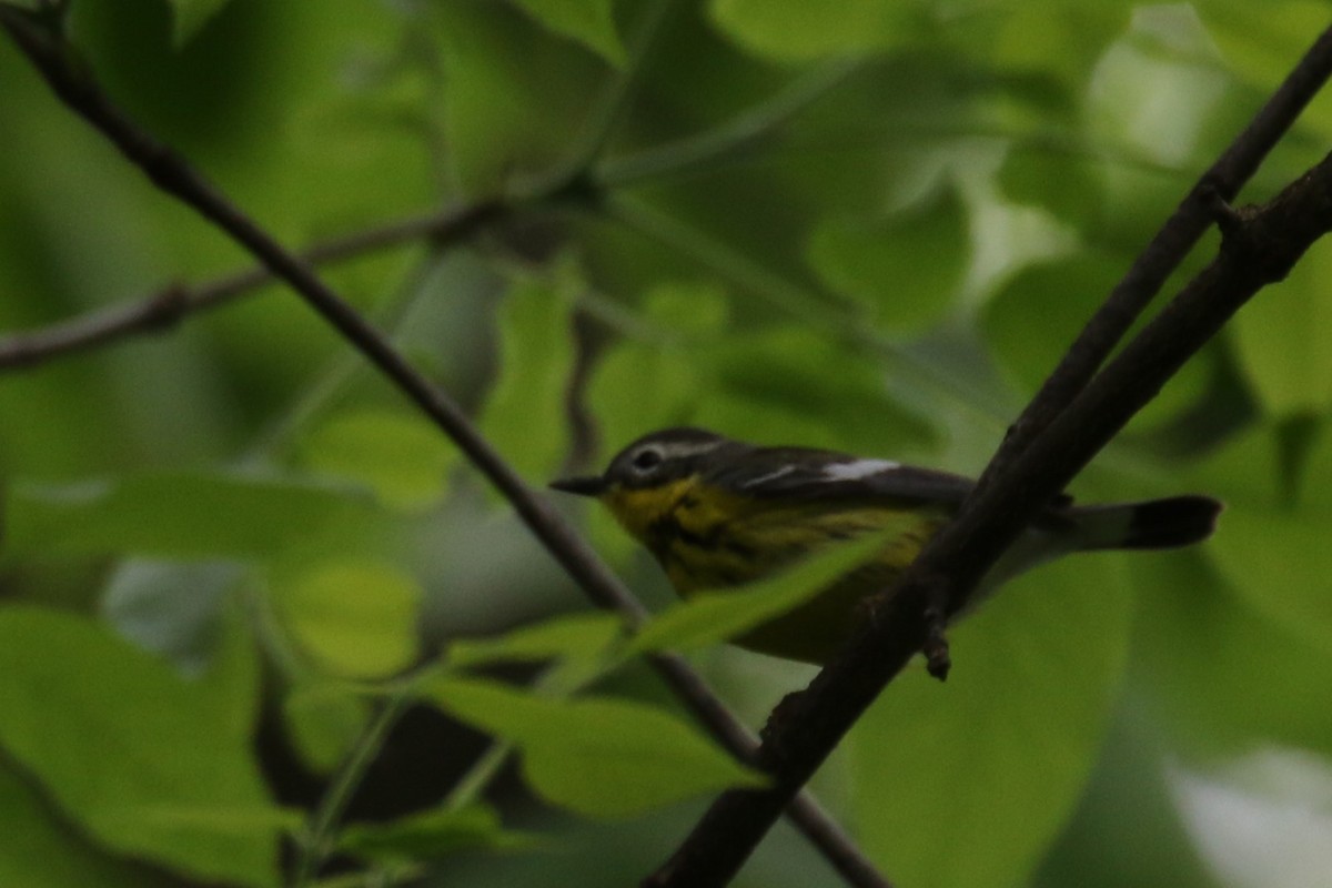 Magnolia Warbler - ML58590721