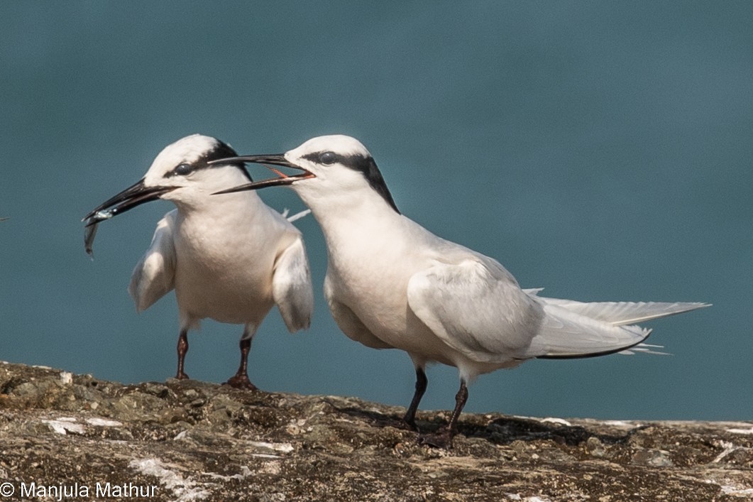 Black-naped Tern - ML585907231