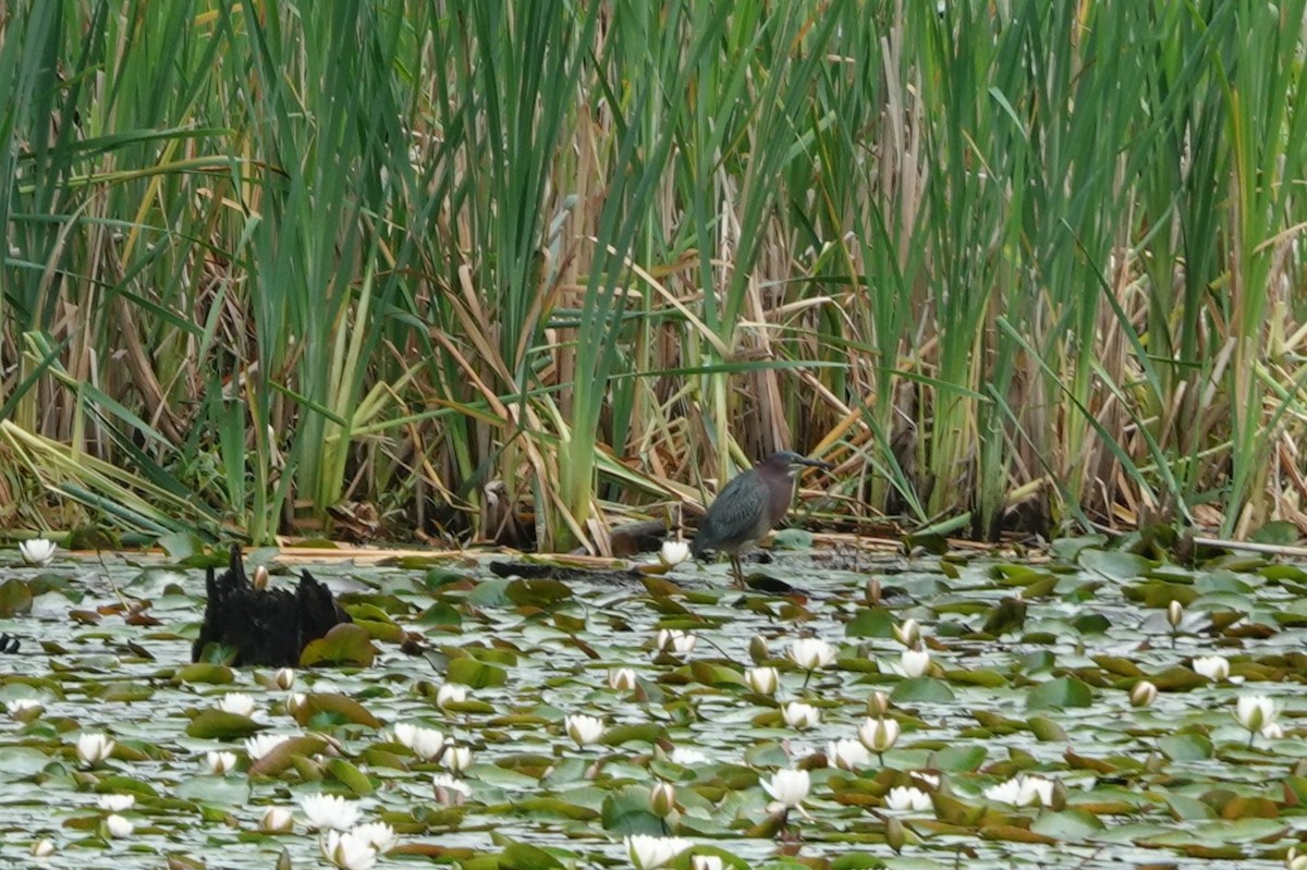 Green Heron - ML585907971